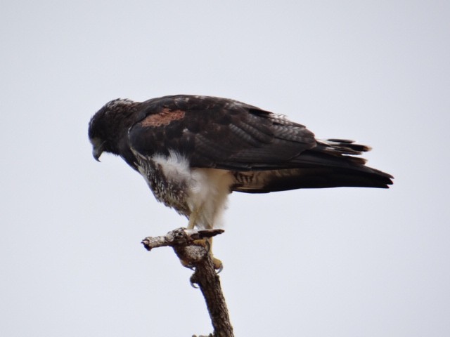 White-tailed Hawk - ML613561442
