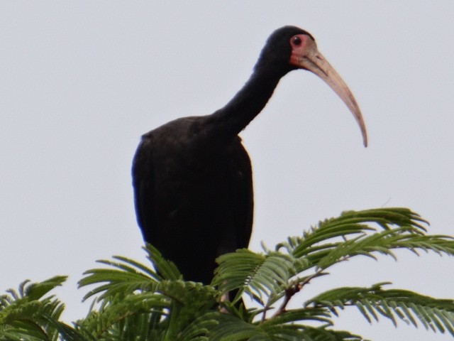 Bare-faced Ibis - ML613561460