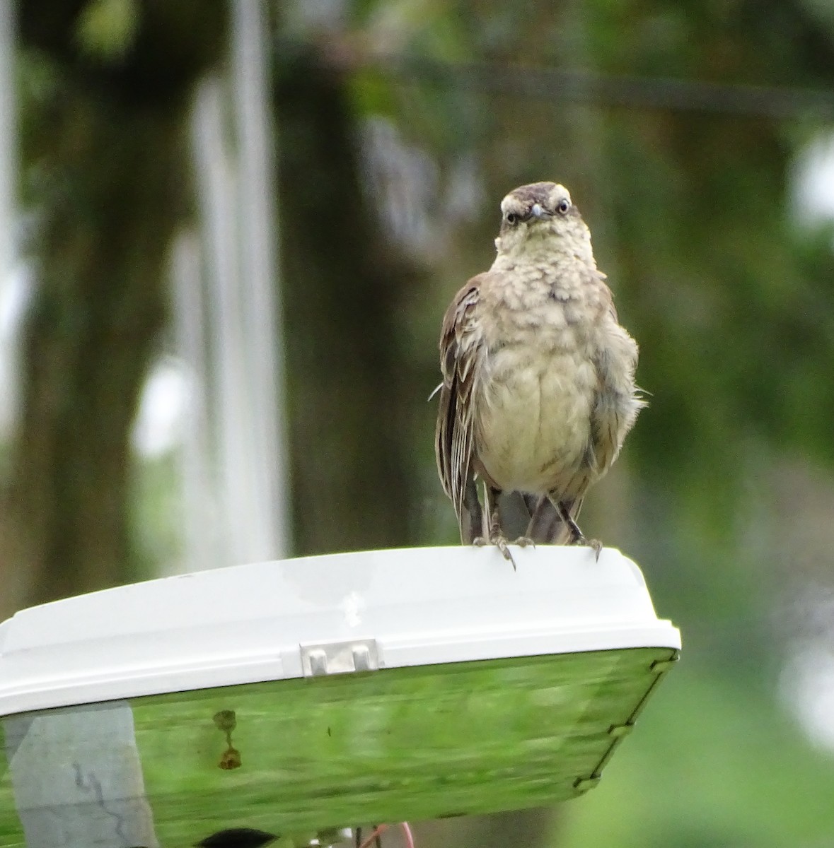 Chalk-browed Mockingbird - Luciana Goya