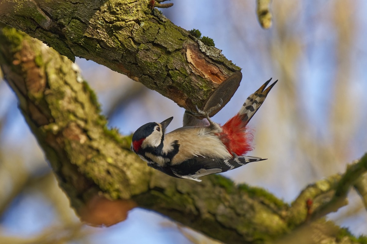 Great Spotted Woodpecker - ML613561597