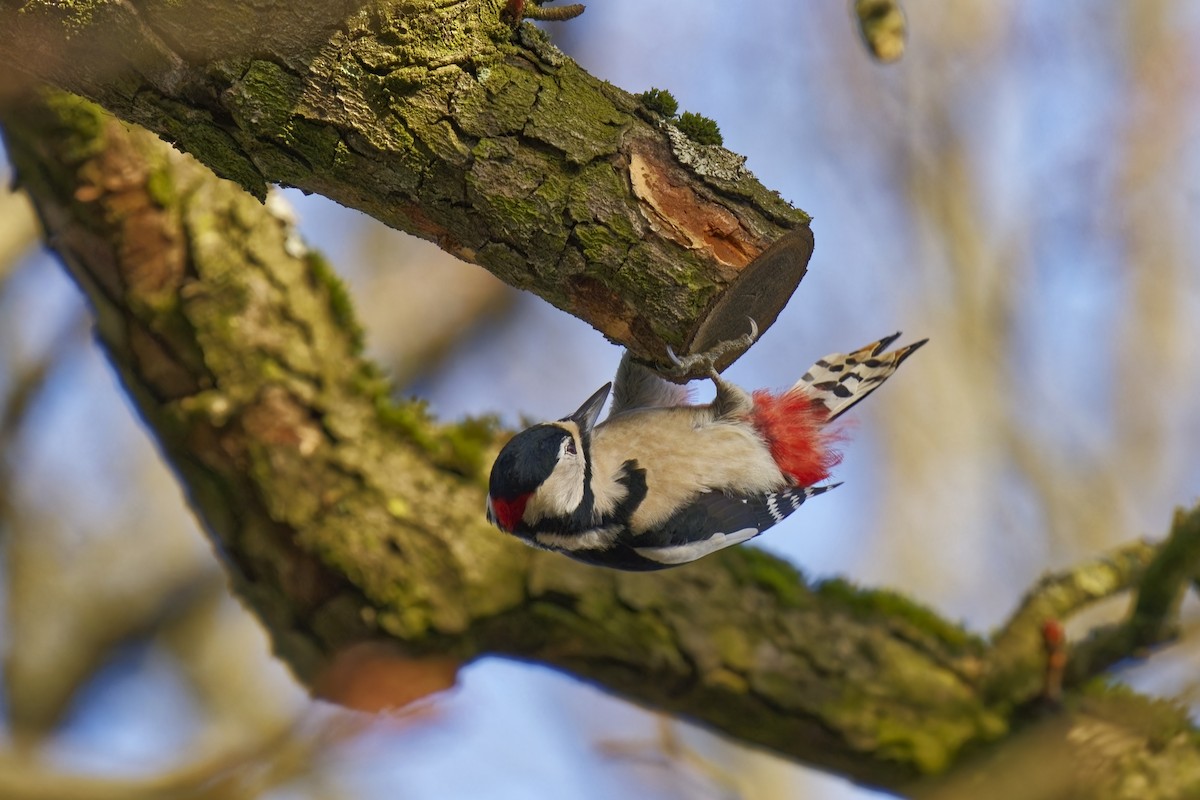 Great Spotted Woodpecker - ML613561598