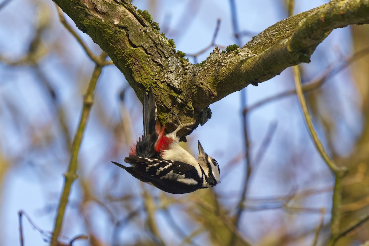 Great Spotted Woodpecker - ML613561599