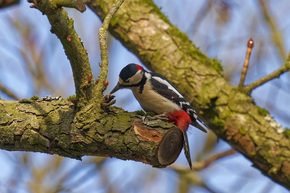 Great Spotted Woodpecker - ML613561600
