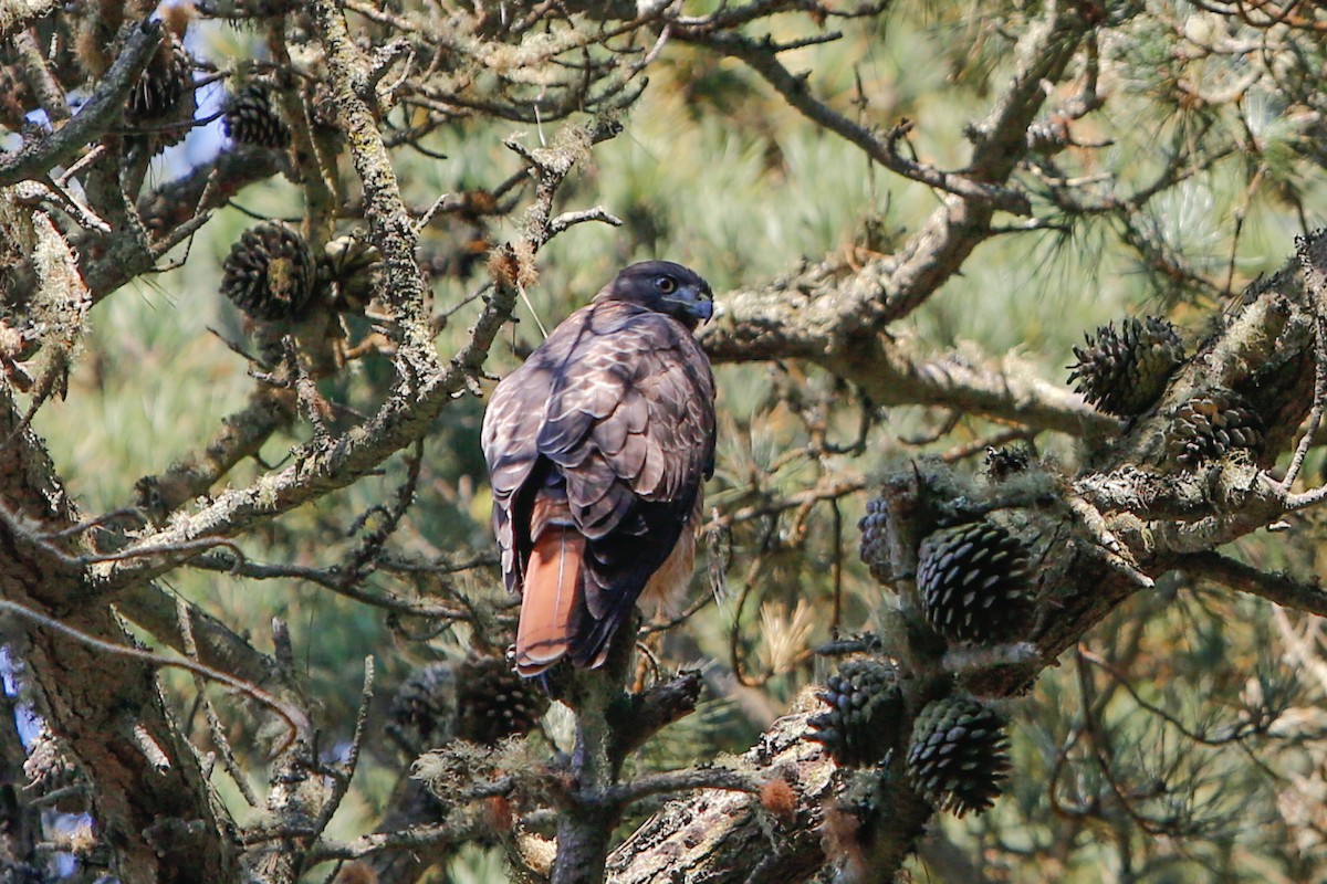 Red-tailed Hawk - Nathan Long