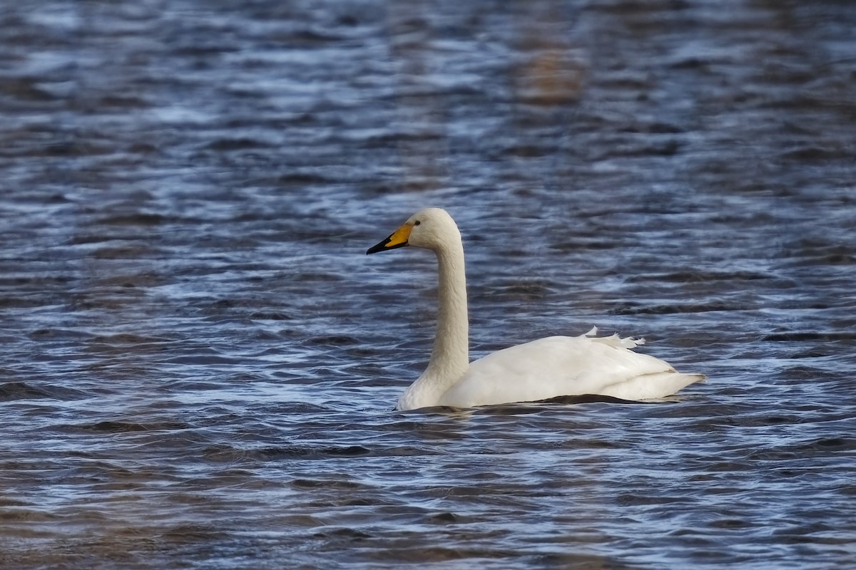 Whooper Swan - ML613561655