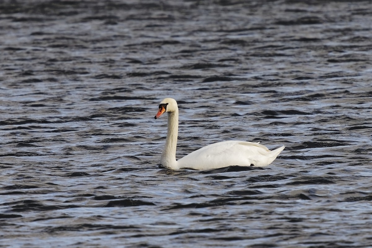 Mute Swan - ML613561662