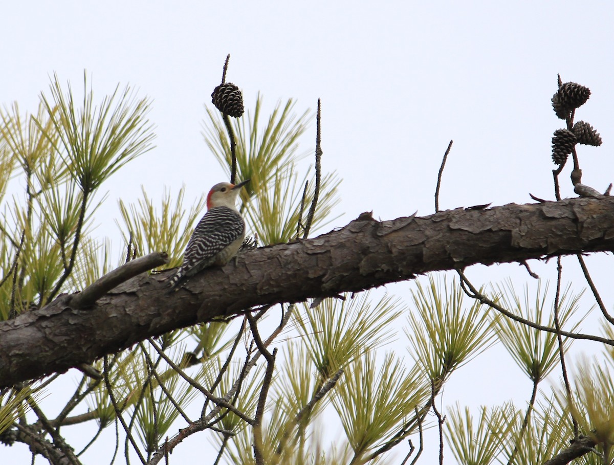 Red-bellied Woodpecker - Matt Robertson