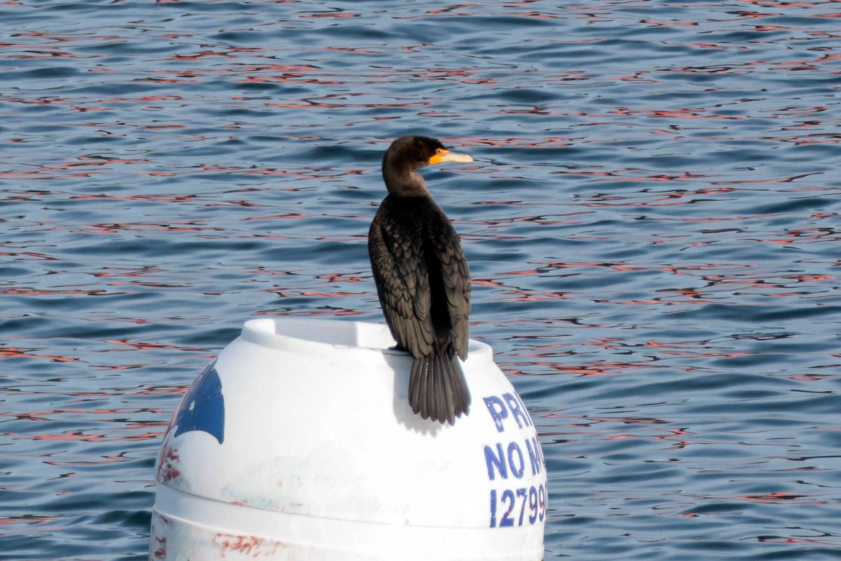 Double-crested Cormorant - ML613561681