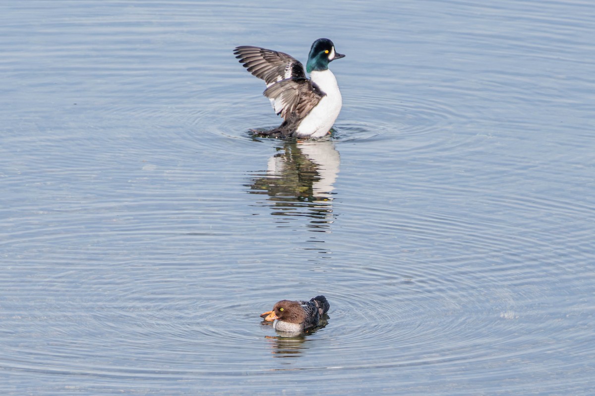 Barrow's Goldeneye - ML613561697