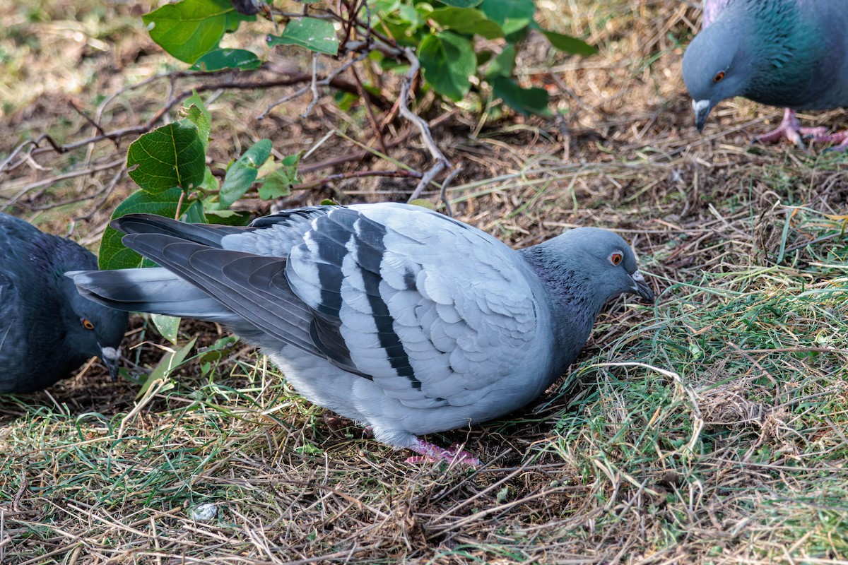 Сизый голубь (Одомашненного типа) - ML613561700