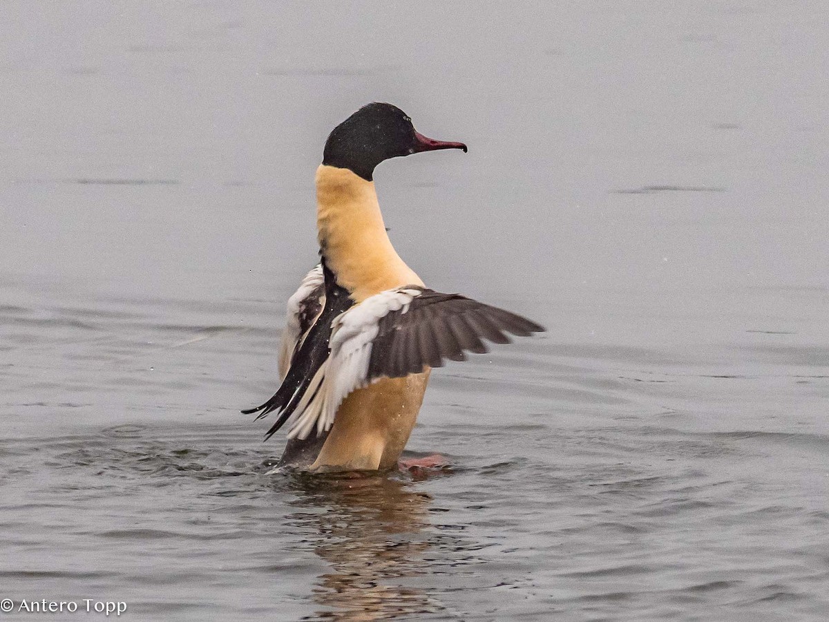 Common Merganser - ML613561745