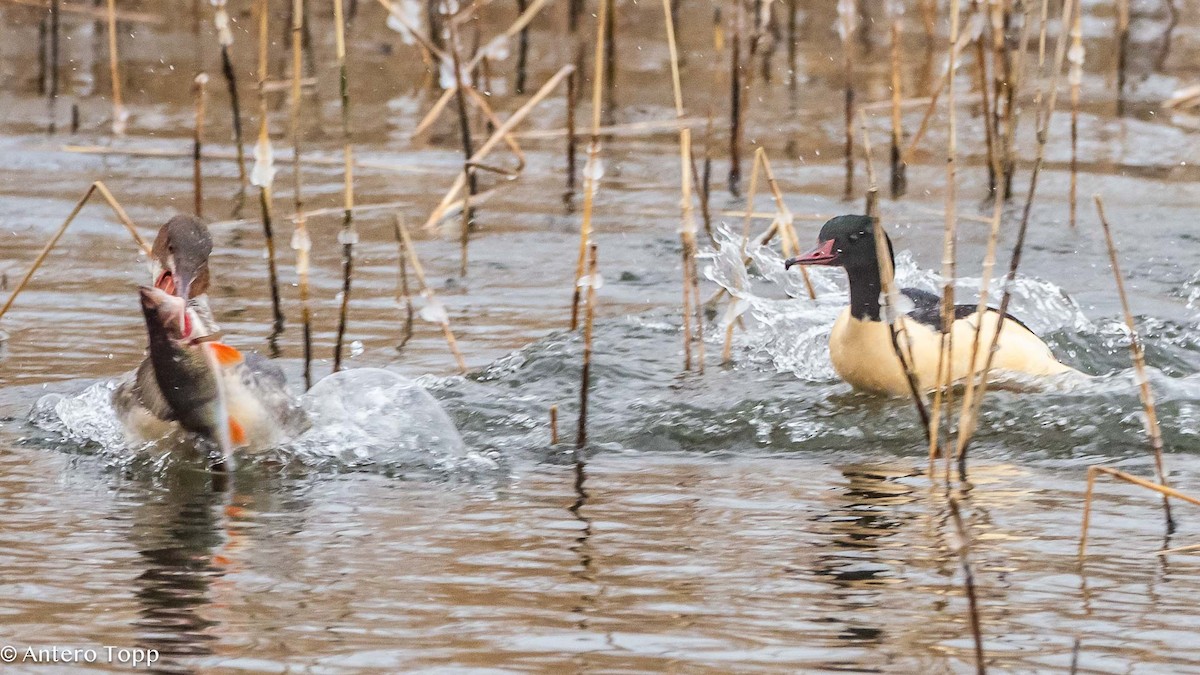 Common Merganser - ML613561746