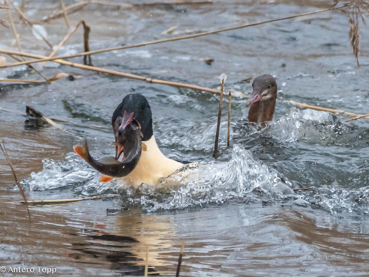 Common Merganser - ML613561748