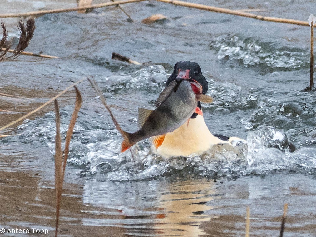 Common Merganser - ML613561749