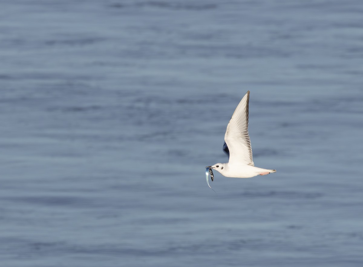 Bonaparte's Gull - ML613561758