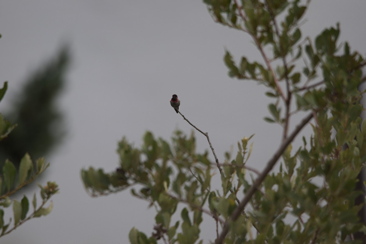 Anna's Hummingbird - ML613561770