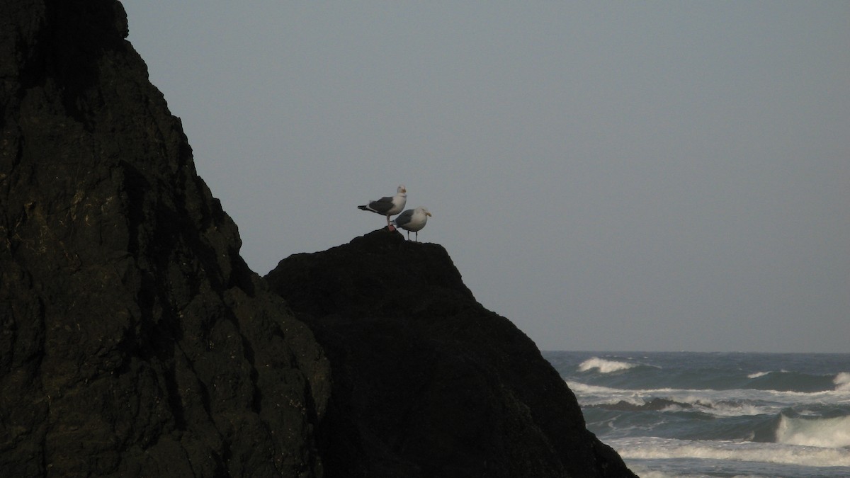 California Gull - ML61356181