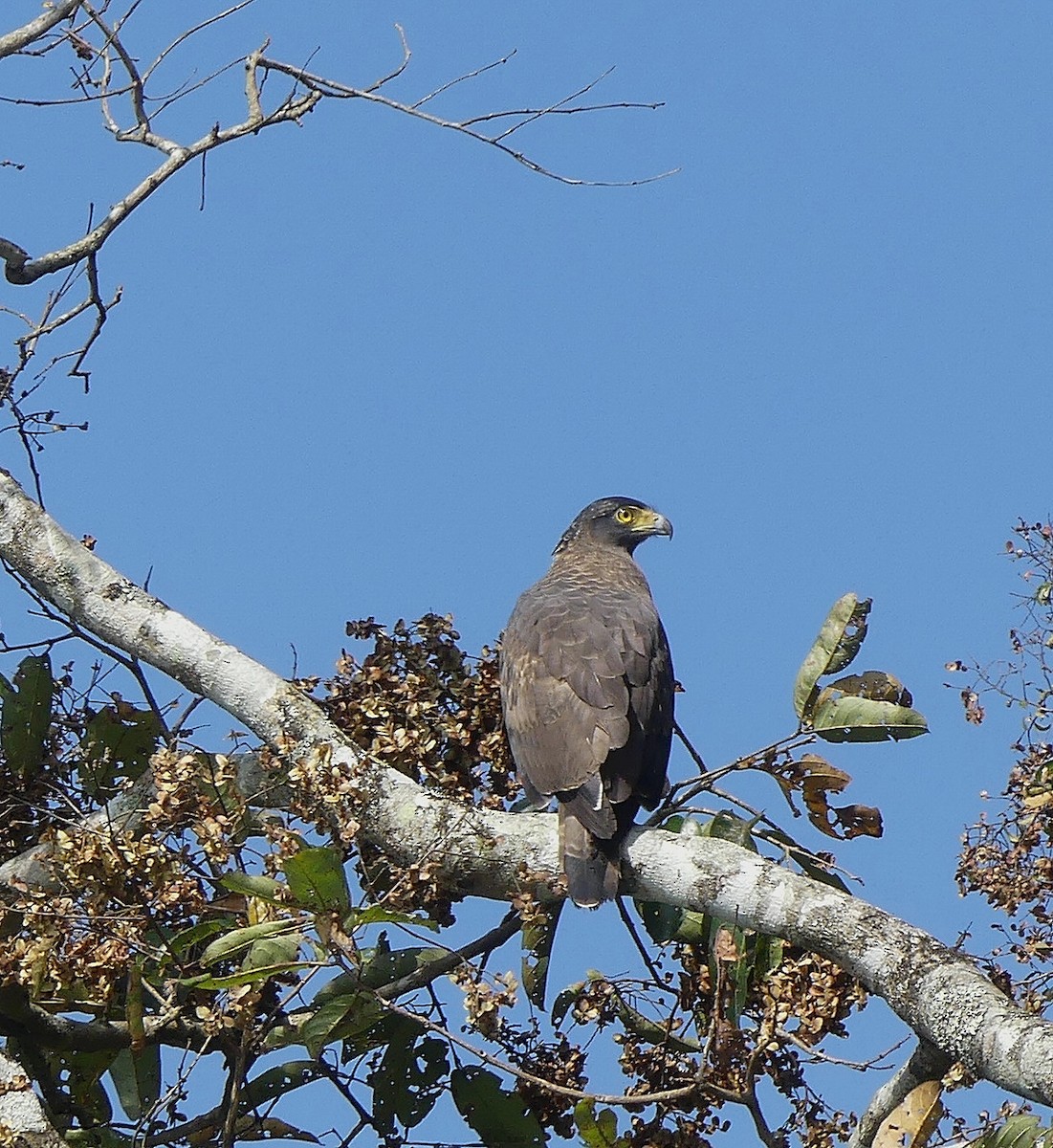 Crested Serpent-Eagle - ML613561861