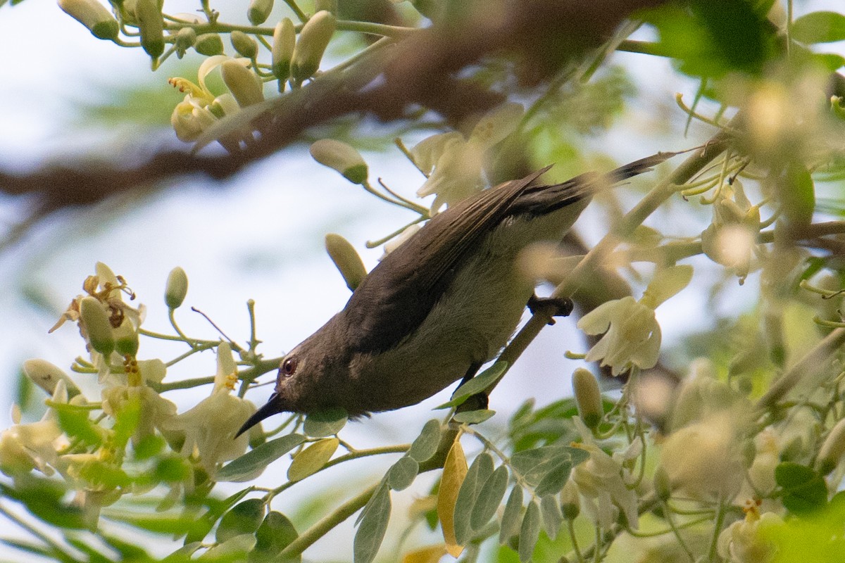 Mouse-brown Sunbird - Tony Ducks