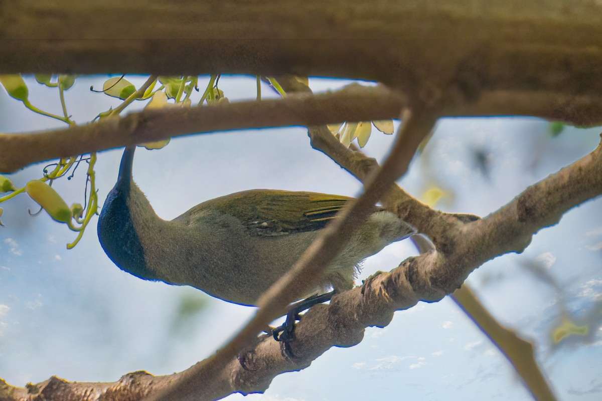 Green-headed Sunbird - Tony Ducks