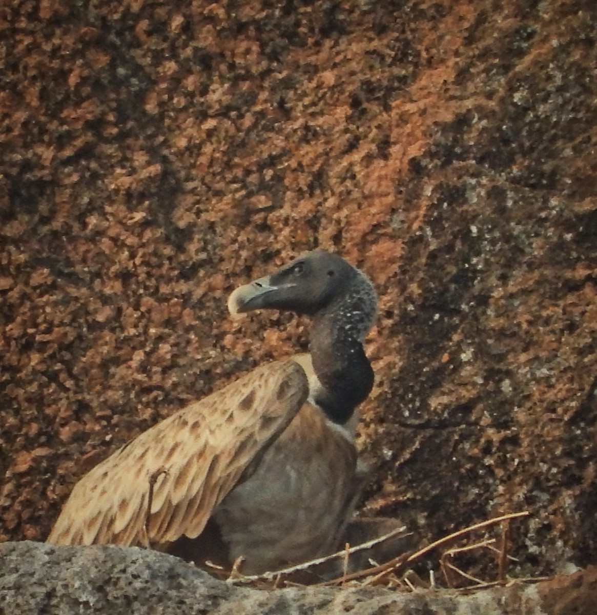 Indian Vulture - ML613562001