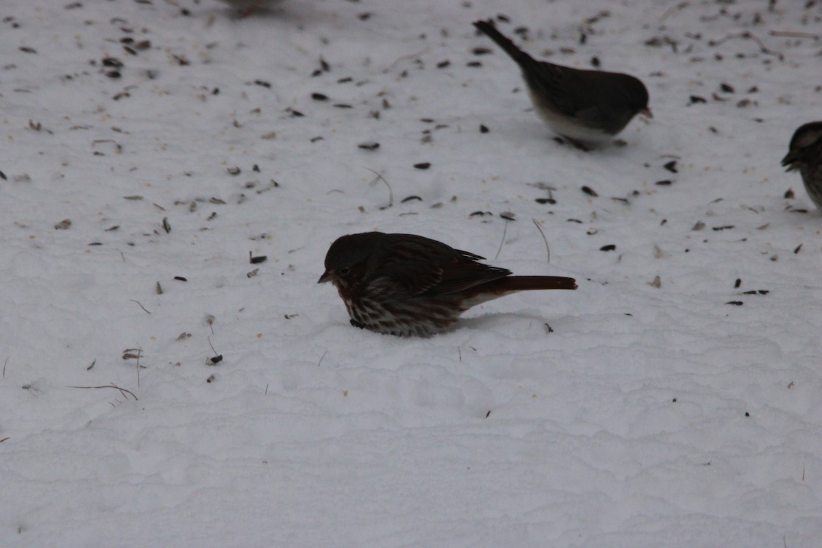 Fox Sparrow - ML613562018