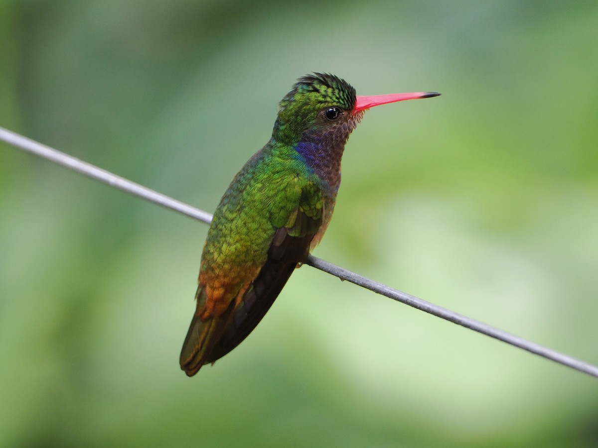 Blue-throated Goldentail - Bobby Wilcox