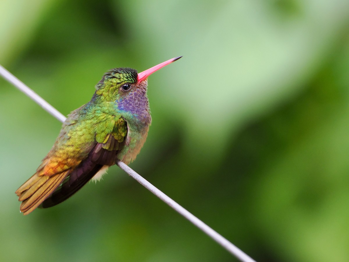 Blue-throated Goldentail - Bobby Wilcox