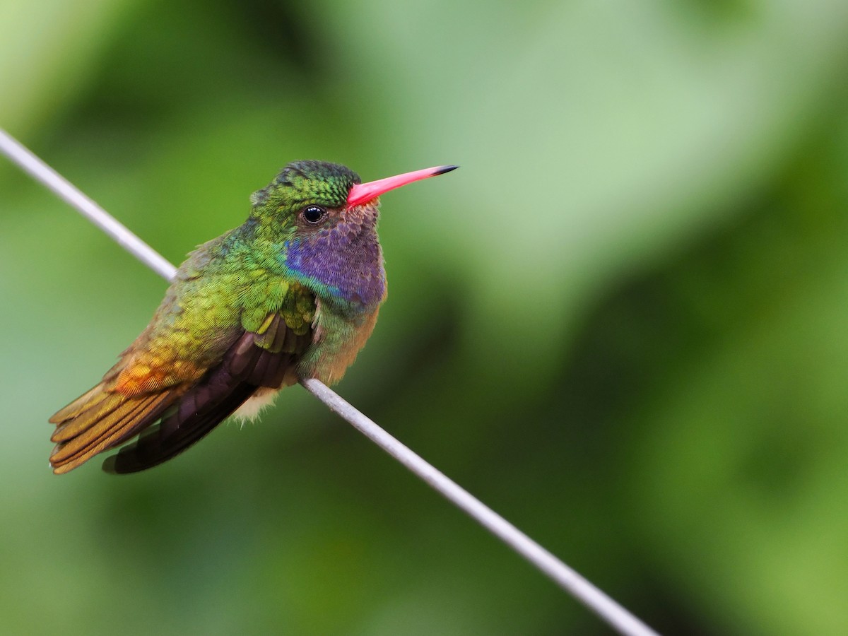 Blue-throated Goldentail - Bobby Wilcox