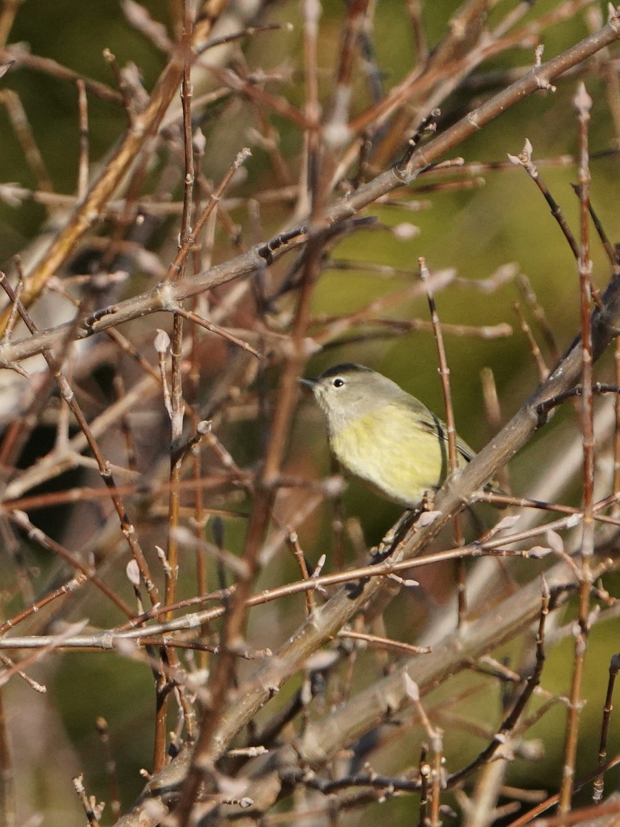 Orange-crowned Warbler - Fratercula Arctica