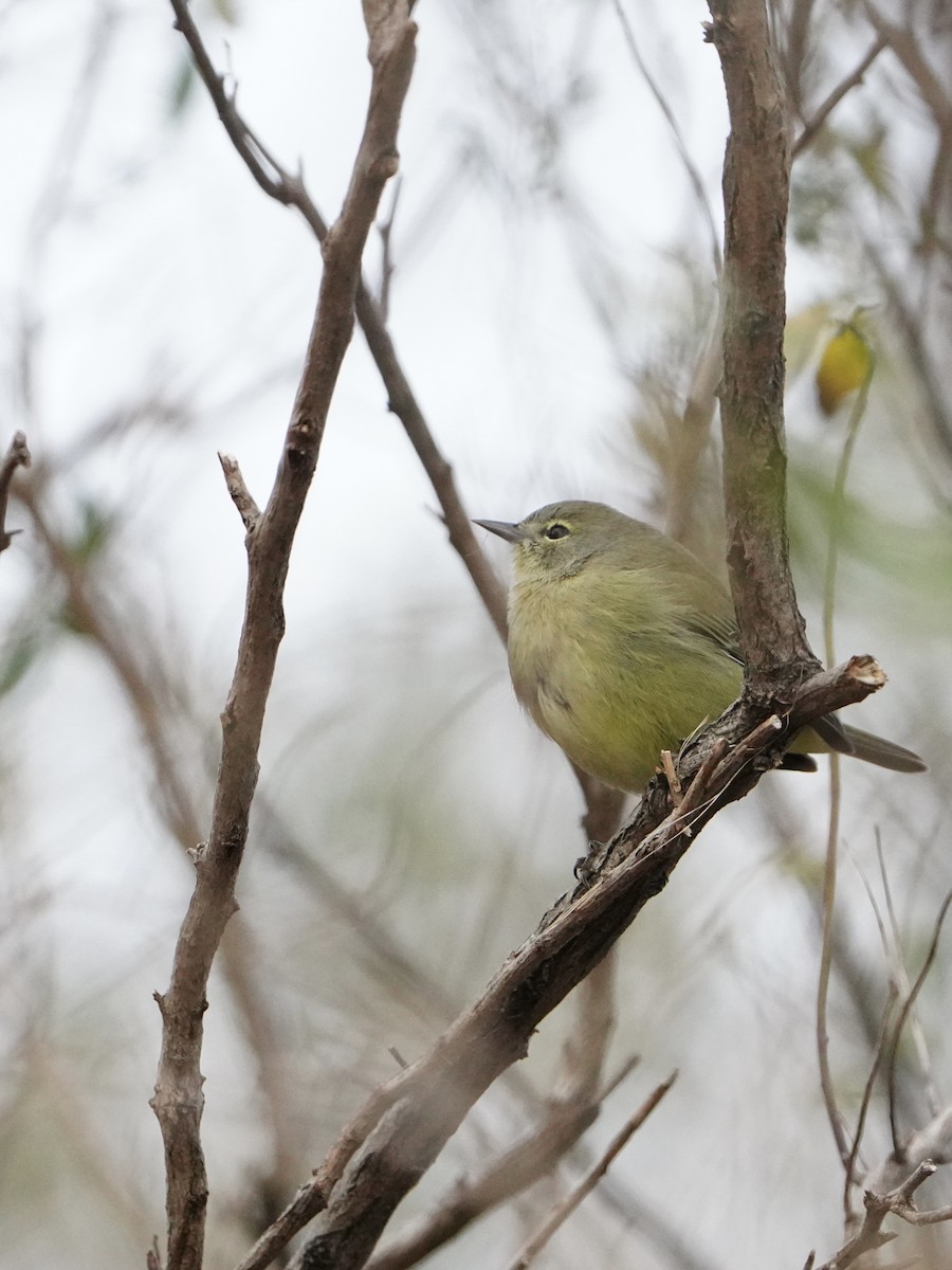 Orange-crowned Warbler - Fratercula Arctica