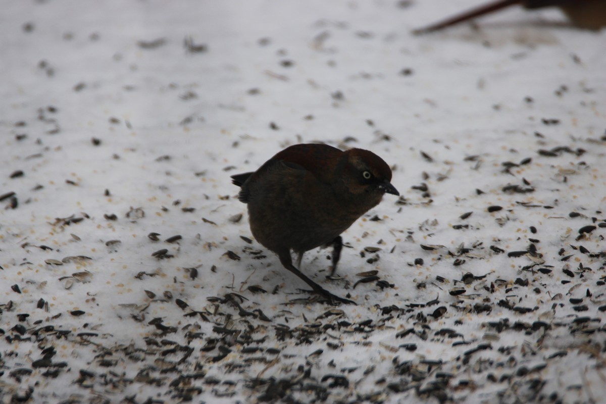 Rusty Blackbird - ML613562042