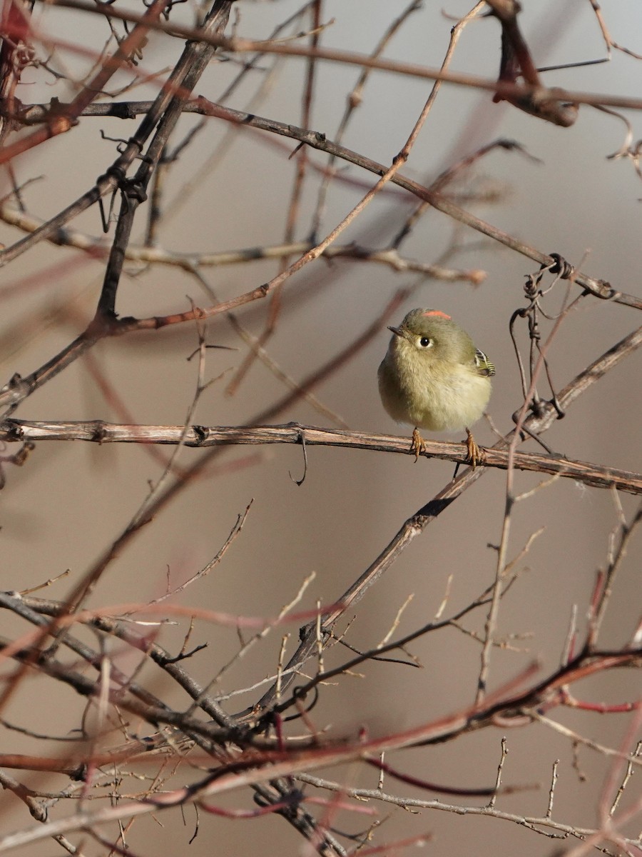 Ruby-crowned Kinglet - Fratercula Arctica