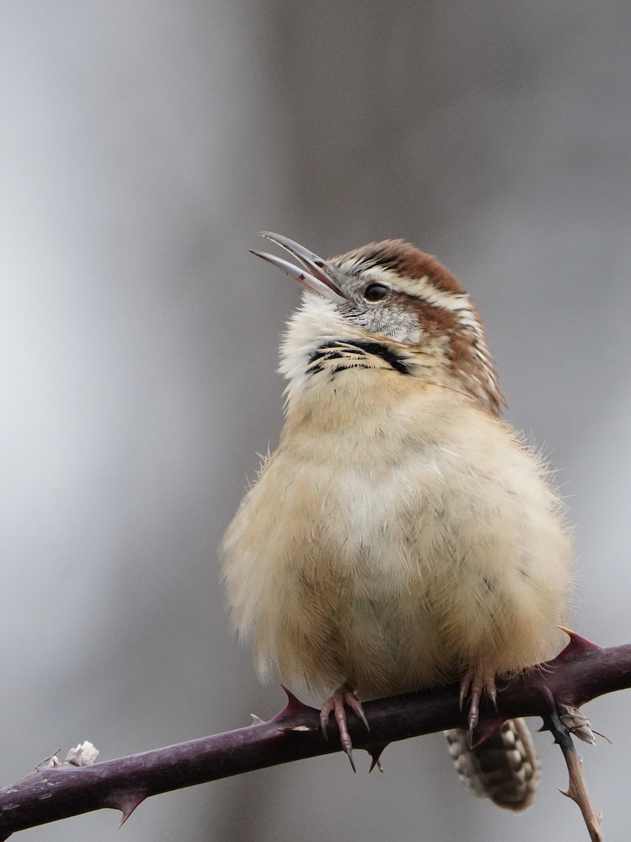 Carolina Wren - Fratercula Arctica