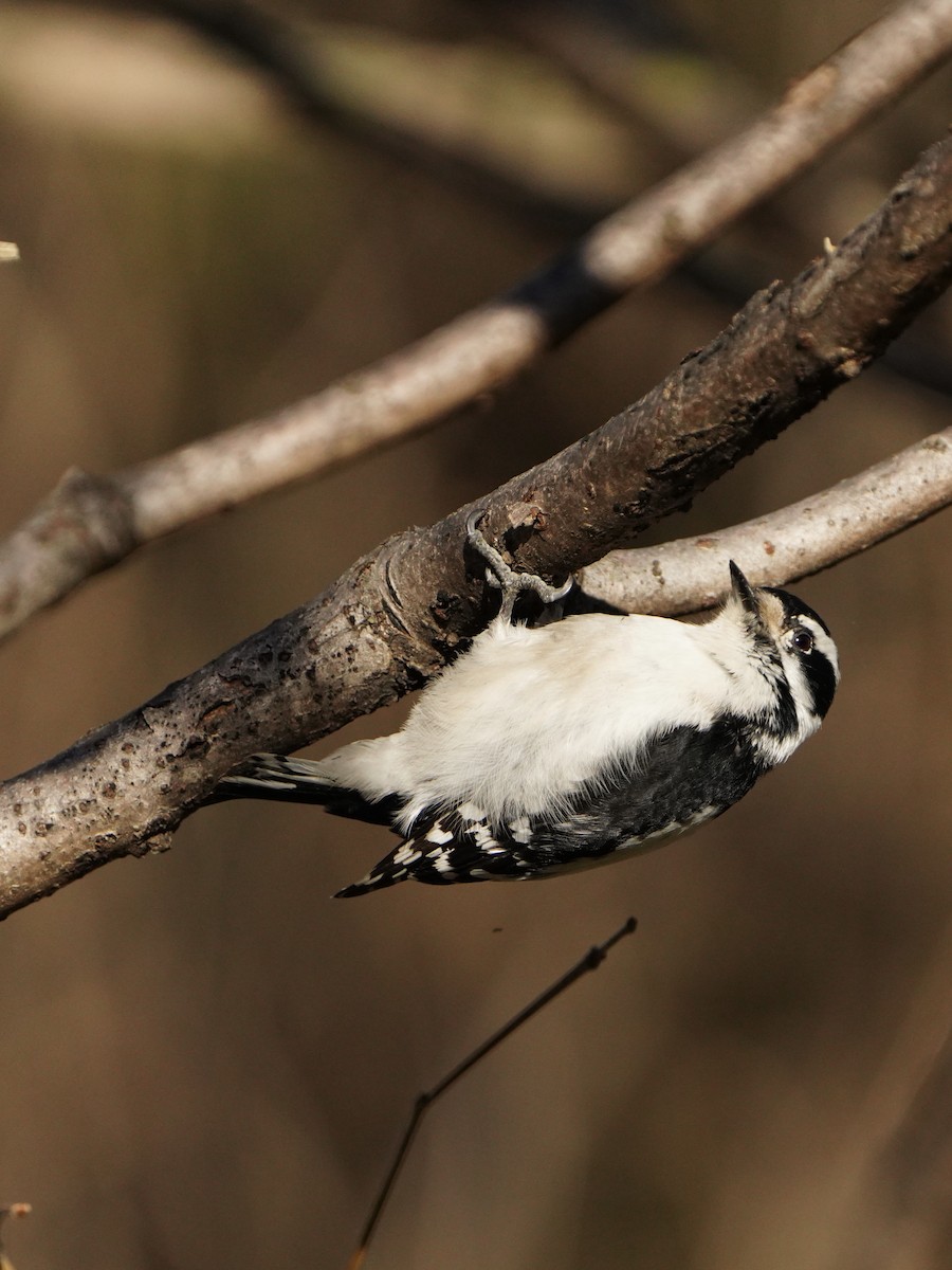 Downy Woodpecker - Fratercula Arctica