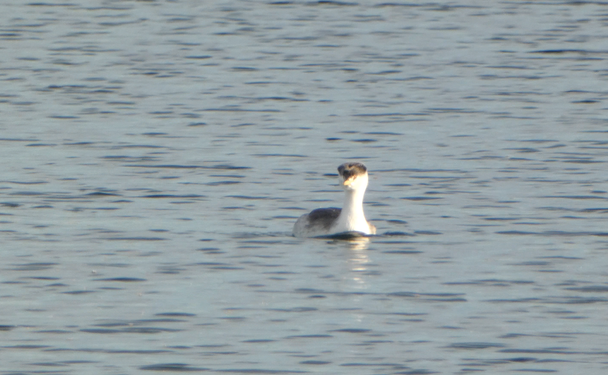 Clark's Grebe - Kevin Hayes