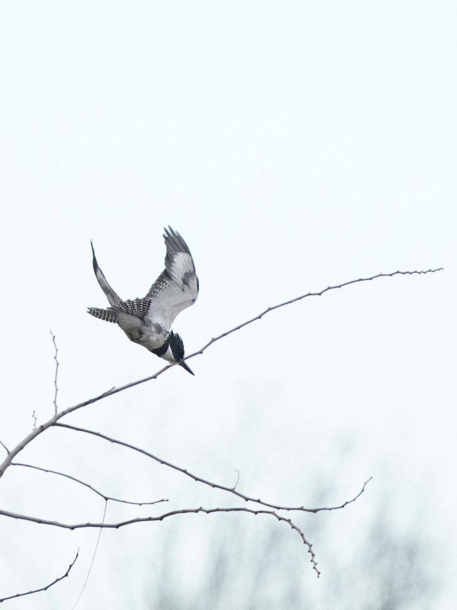 Belted Kingfisher - Fratercula Arctica