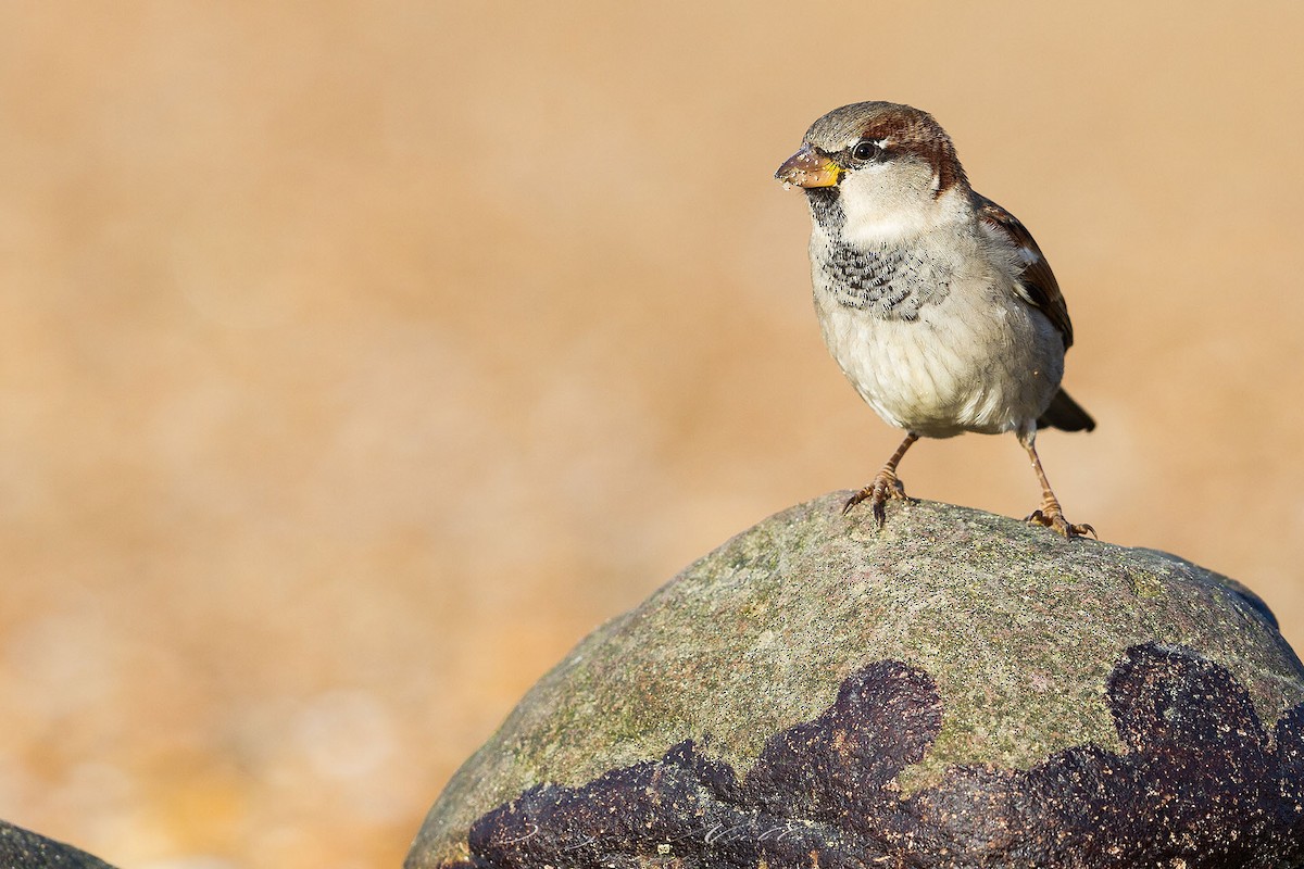 House Sparrow - Jorge Nubla