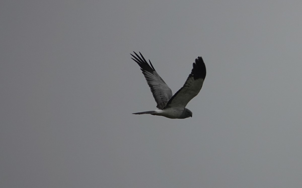 Hen Harrier - Alejandro Rodriguez García