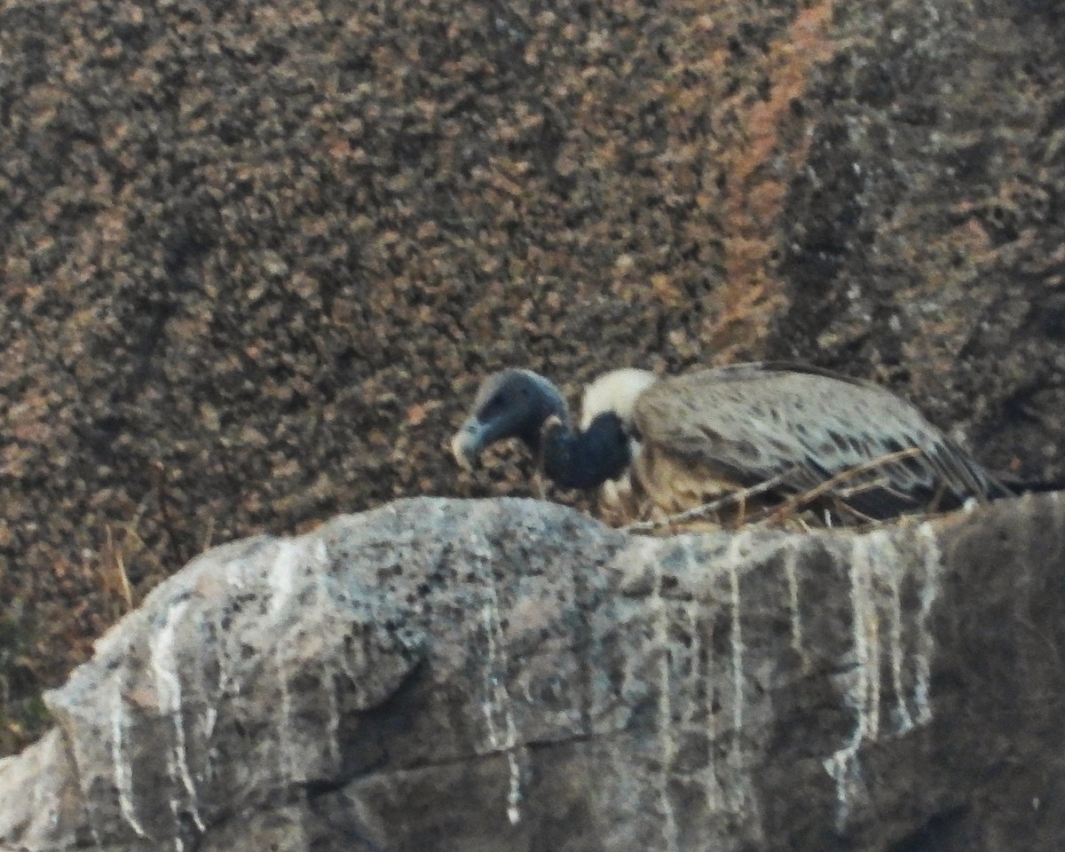Indian Vulture - ML613562253