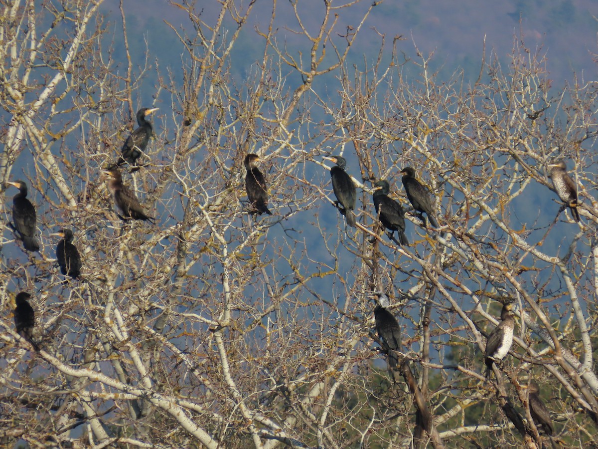 Great Cormorant - ML613562263