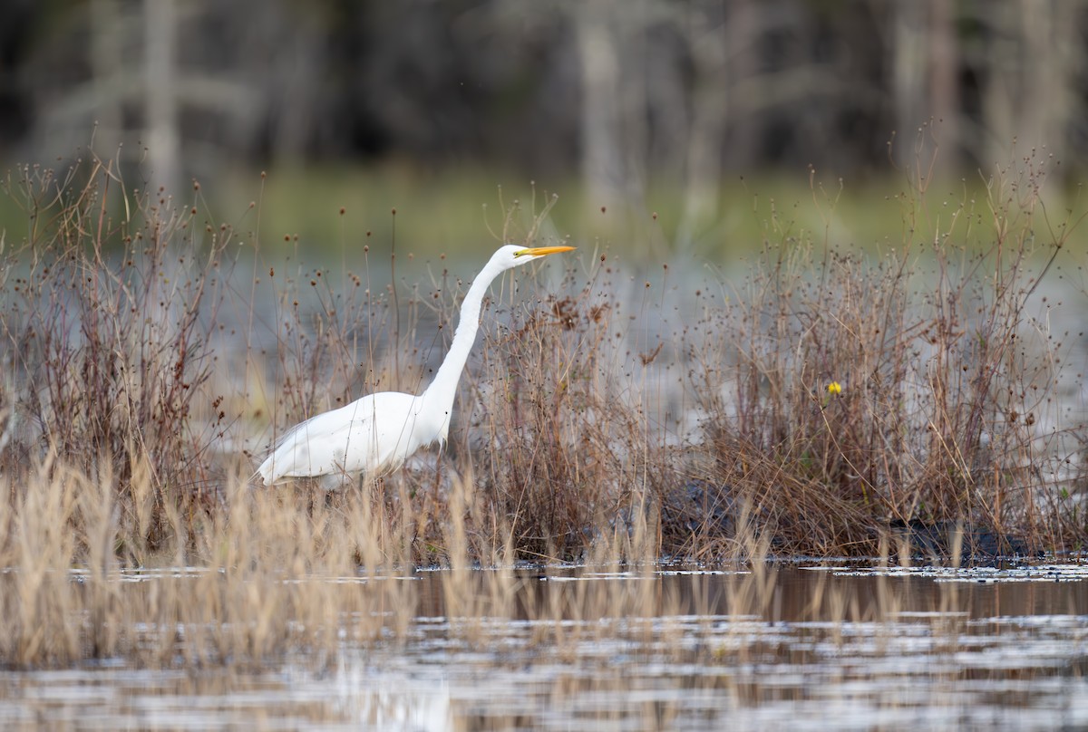 Great Egret - ML613562265