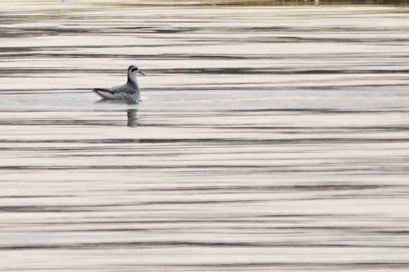 Phalarope à bec large - ML613562335