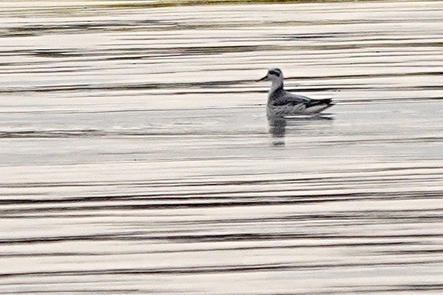 Red Phalarope - Fleeta Chauvigne