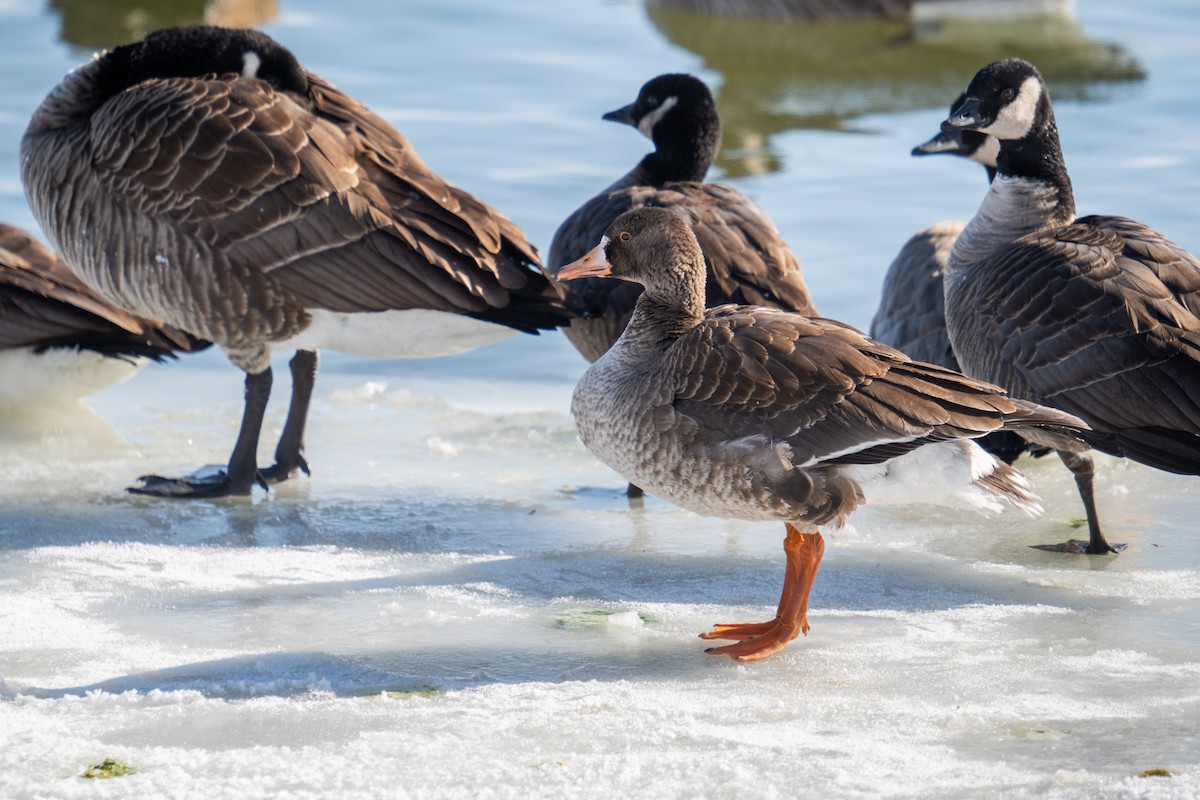 Greater White-fronted Goose - ML613562357