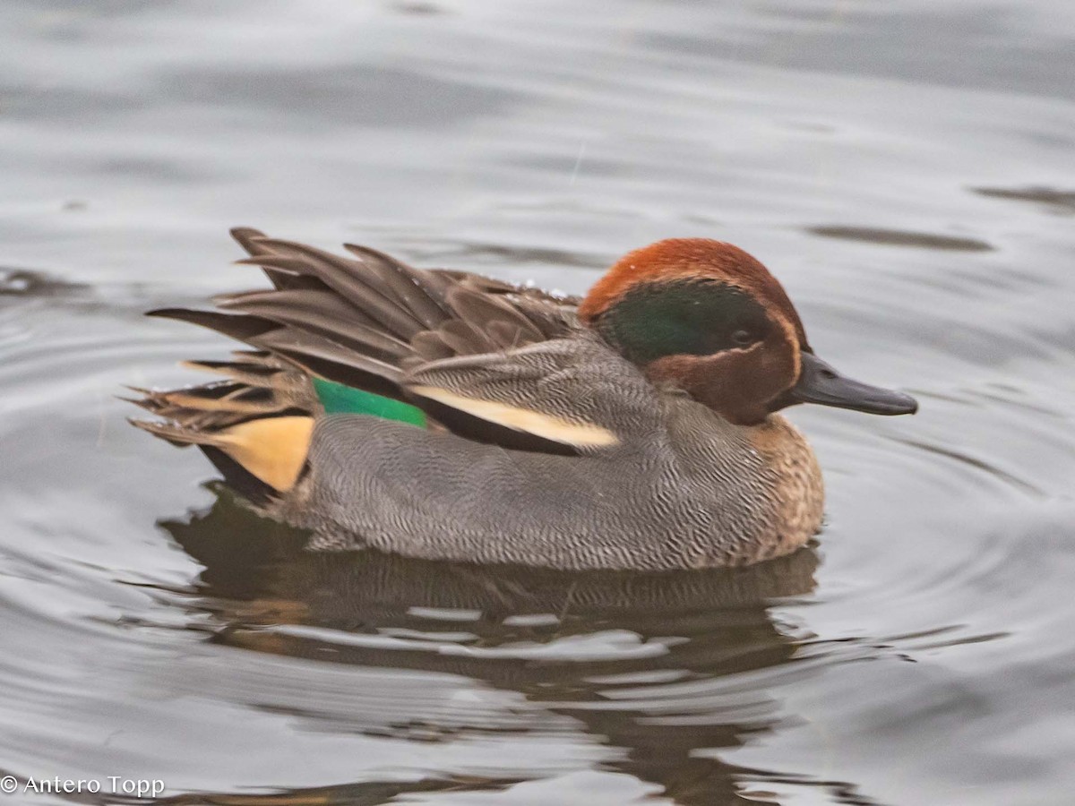 Green-winged Teal - ML613562394