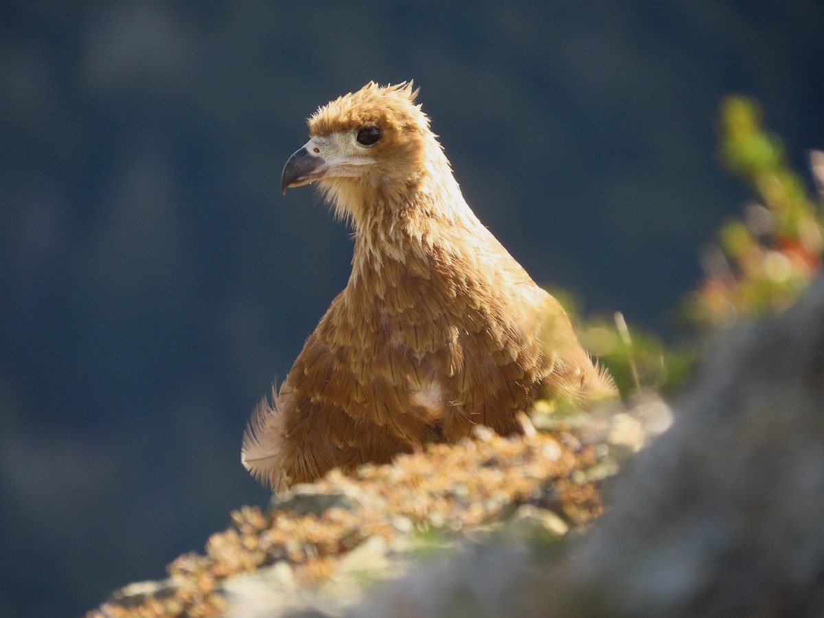 White-throated Caracara - ML613562397