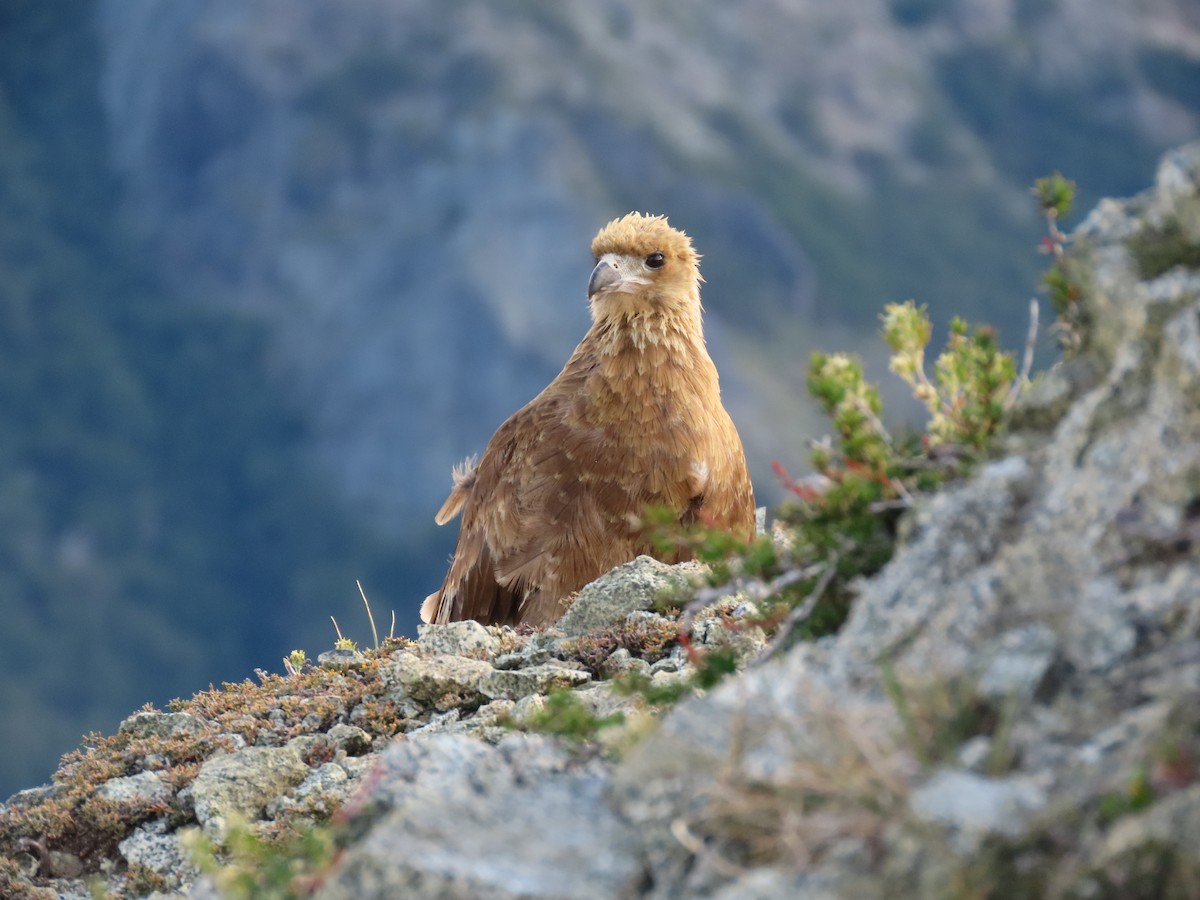 White-throated Caracara - ML613562405