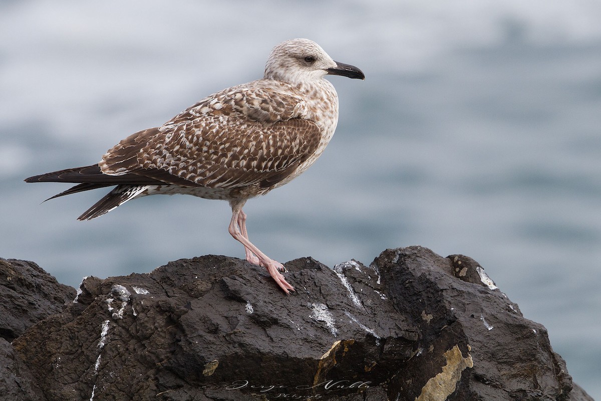 Lesser Black-backed Gull - ML613562467