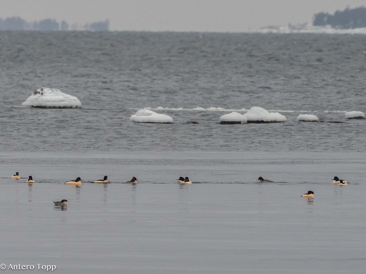 Common Merganser - ML613562469